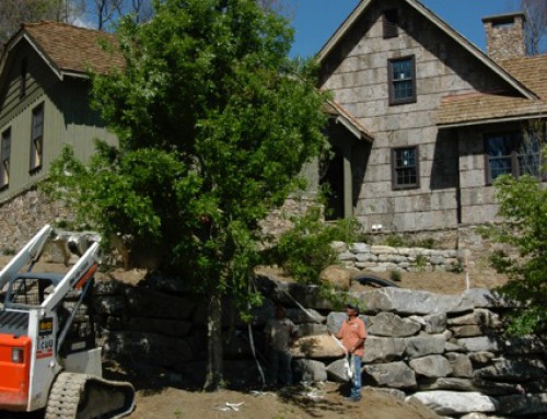 Rock wall and Trees